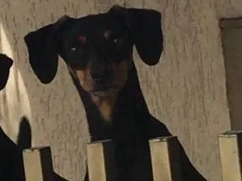 Cachorro ra a srd idade 4 anos nome cléo