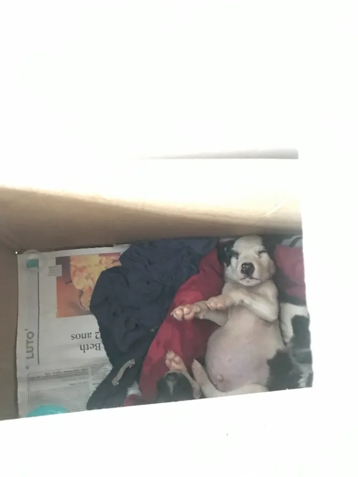 Cachorro ra a Sem raça definida idade 2 a 6 meses nome Filhotes