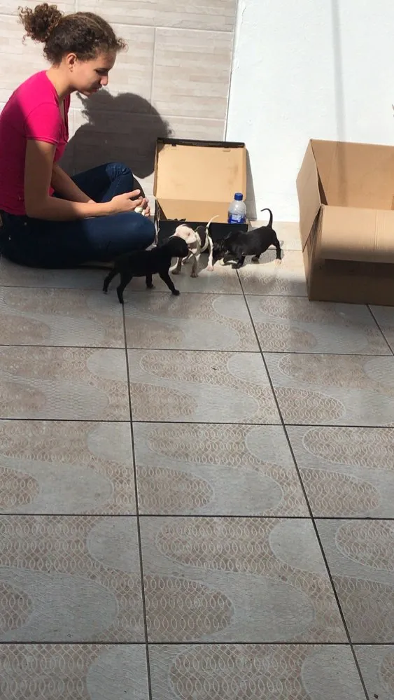 Cachorro ra a Sem raça definida idade 2 a 6 meses nome Filhotes