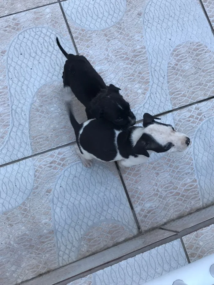 Cachorro ra a Sem raça definida idade 2 a 6 meses nome Filhotes