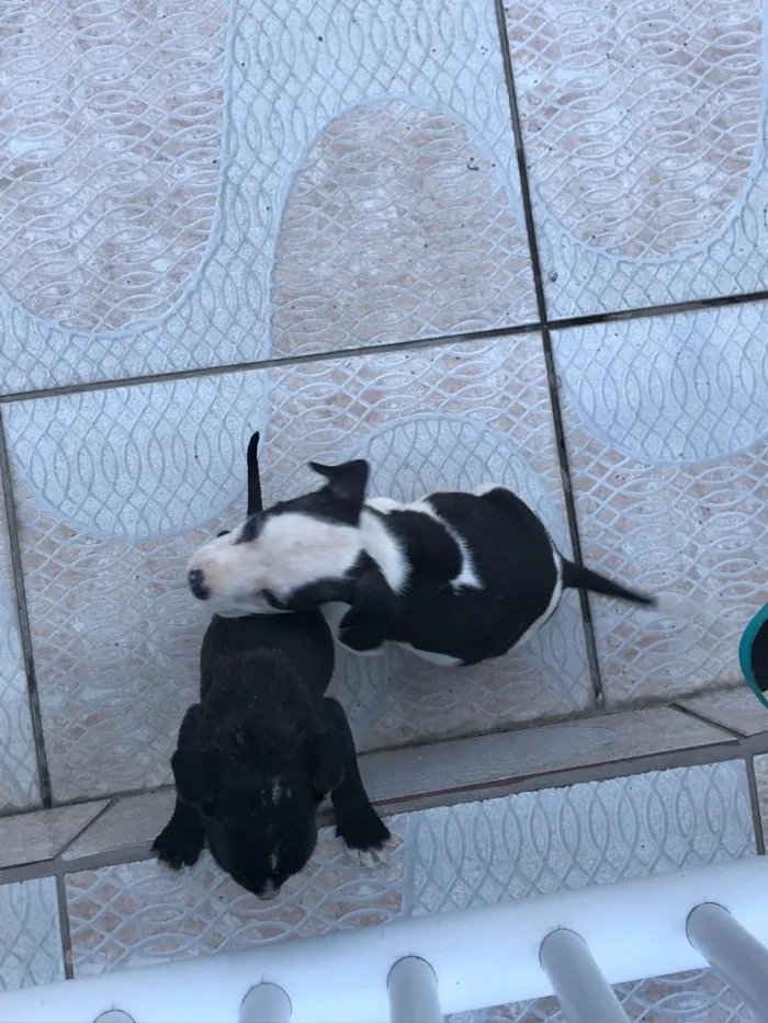 Cachorro ra a Sem raça definida idade 2 a 6 meses nome Filhotes