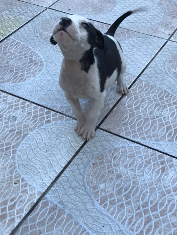 Cachorro ra a Sem raça definida idade 2 a 6 meses nome Filhotes