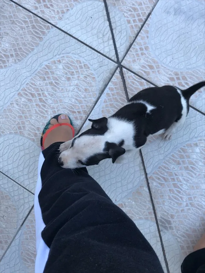 Cachorro ra a Sem raça definida idade 2 a 6 meses nome Filhotes