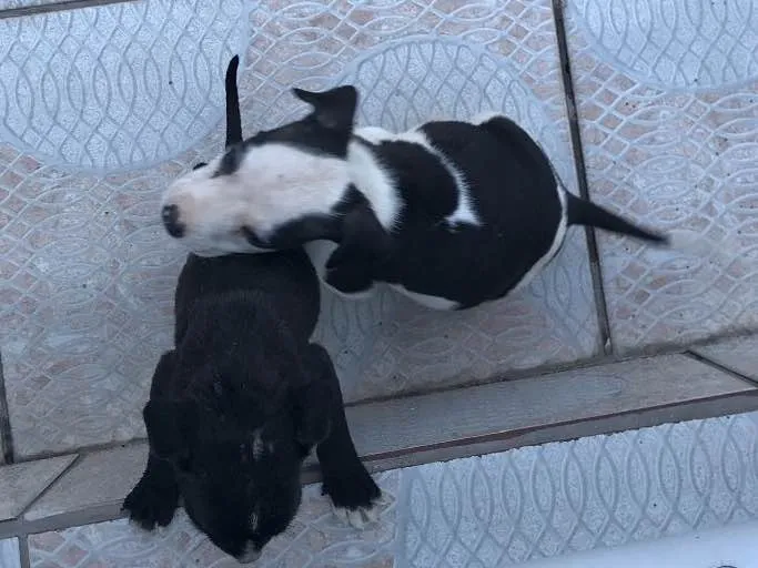Cachorro ra a Sem raça definida idade 2 a 6 meses nome Filhotes
