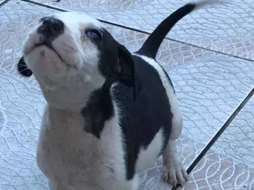 Cachorro ra a Sem raça definida idade 2 a 6 meses nome Filhotes