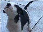 Cachorro raça Sem raça definida idade 2 a 6 meses nome Filhotes