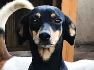 Cachorro raça srd idade 4 anos nome cléo