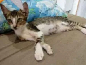 Gato raça Srd idade 2 a 6 meses nome Sofía