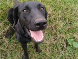 Cachorro raça Labrador idade 1 ano nome Preta