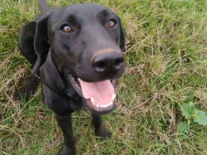 Cachorro raça Labrador idade 1 ano nome Preta
