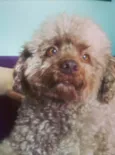 Cachorro raça Poodle  idade 5 anos nome ESPECIAL 
