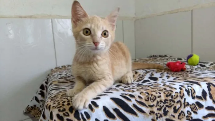 Gato ra a SRD idade 2 a 6 meses nome Fred
