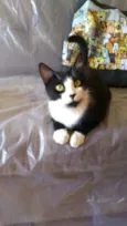 Dani