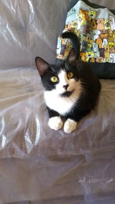 Gato ra a SRD idade 7 a 11 meses nome Dani