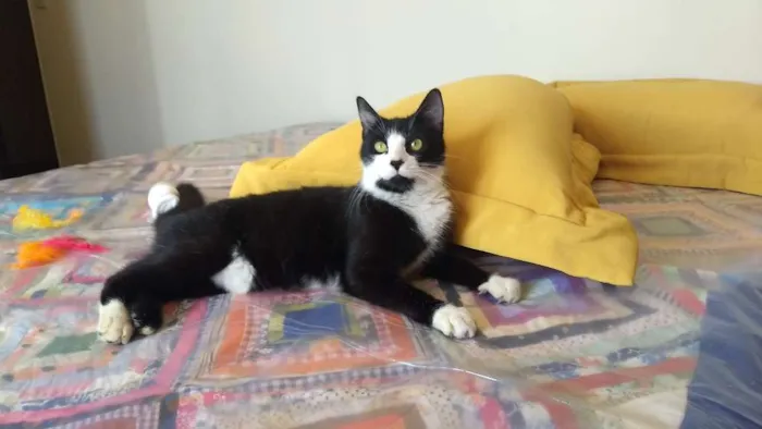 Gato ra a SRD idade 7 a 11 meses nome Dani