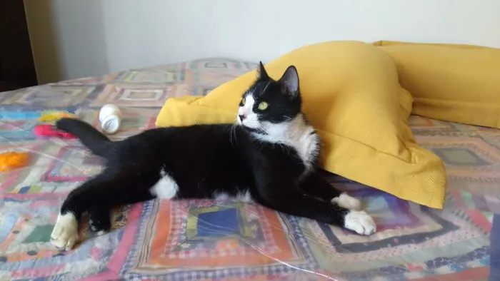 Gato ra a SRD idade 7 a 11 meses nome Dani