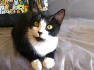 Gato raça SRD idade 7 a 11 meses nome Dani