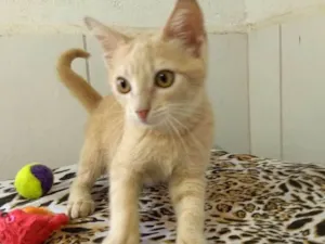 Gato raça SRD idade 2 a 6 meses nome Fred