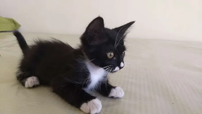 Gato ra a SRD idade 2 a 6 meses nome Buddy