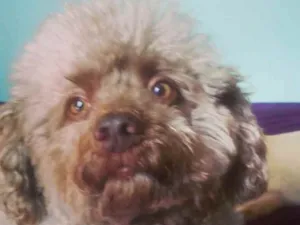Cachorro raça Poodle  idade 5 anos nome ESPECIAL 