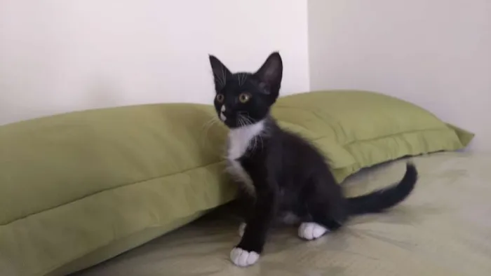 Gato ra a SRD idade 2 a 6 meses nome Buddy