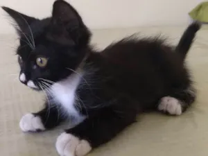 Gato raça SRD idade 2 a 6 meses nome Buddy