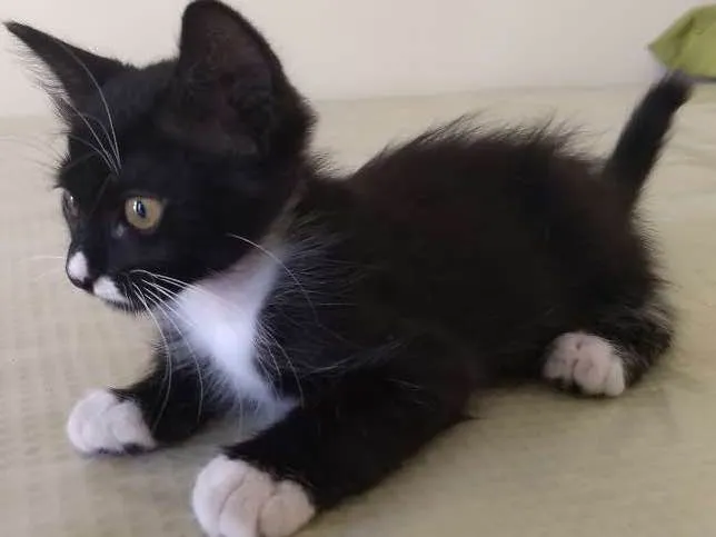 Gato ra a SRD idade 2 a 6 meses nome Buddy