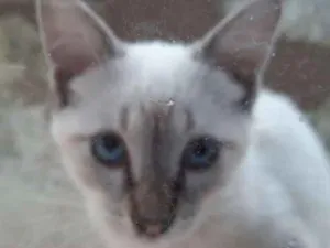Gato raça Siamês idade 2 a 6 meses nome MIKE