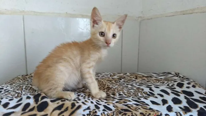 Gato ra a SRD idade 2 a 6 meses nome Bond