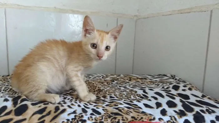 Gato ra a SRD idade 2 a 6 meses nome Bond
