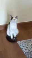 Cookie