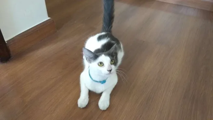 Gato ra a SRD idade 7 a 11 meses nome Cookie