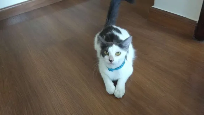Gato ra a SRD idade 7 a 11 meses nome Cookie
