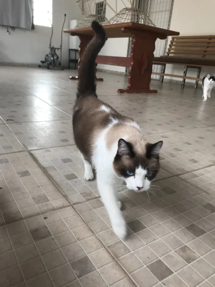 Gato ra a SRD idade 2 anos nome Bell