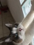 Bell