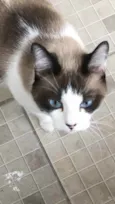 Bell