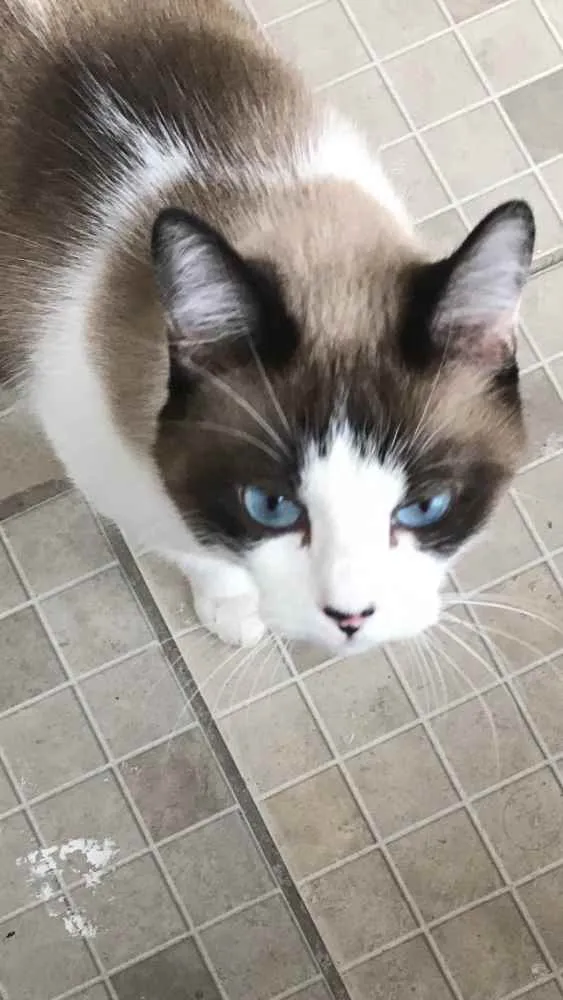 Gato ra a SRD idade 2 anos nome Bell