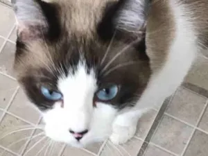 Gato raça SRD idade 2 anos nome Bell