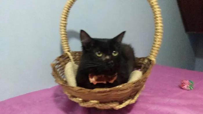 Gato ra a SRD idade 1 ano nome Cacau