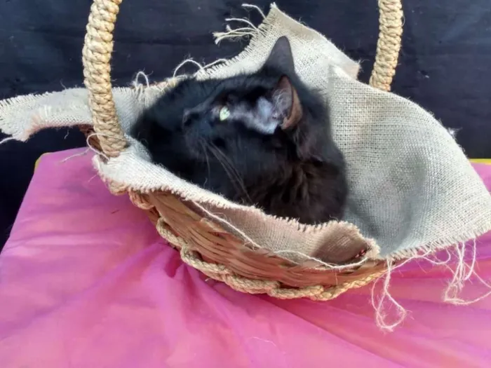 Gato ra a SRD idade 1 ano nome Cacau