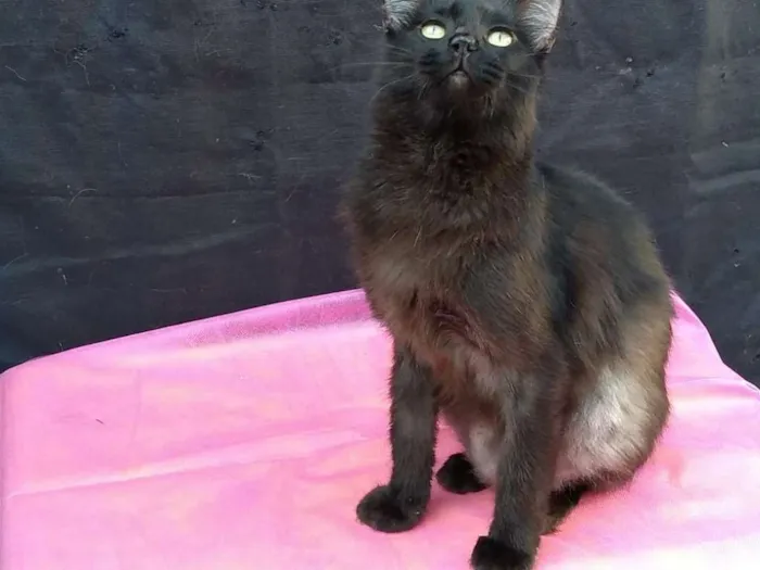 Gato ra a SRD idade 1 ano nome Cacau