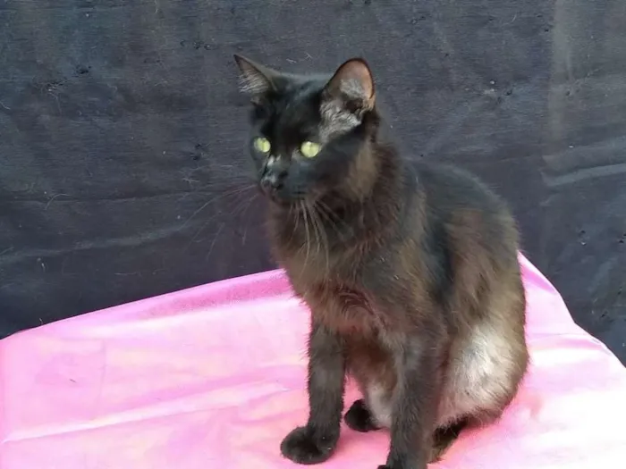Gato ra a SRD idade 1 ano nome Cacau