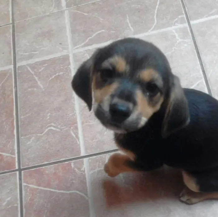 Cachorro ra a srd idade 2 a 6 meses nome Meg e Brabquinha 