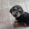 Meg e Brabquinha