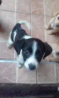 Meg e Brabquinha 