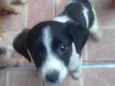 Cachorro raça srd idade 2 a 6 meses nome Meg e Brabquinha 