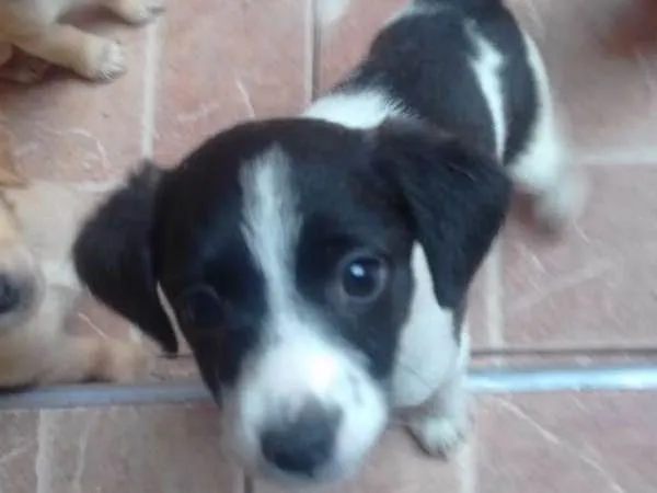 Cachorro ra a srd idade 2 a 6 meses nome Meg e Brabquinha 