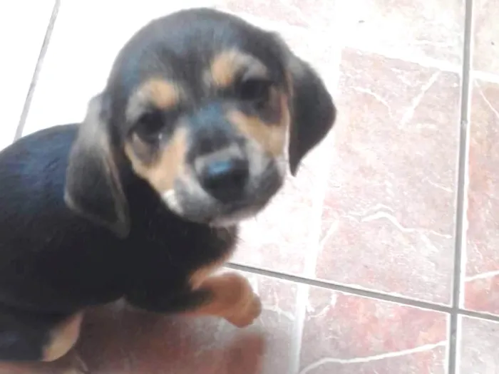 Cachorro ra a srd idade 2 a 6 meses nome Meg e Brabquinha 