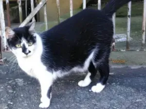Gato raça  idade 3 anos nome Diana