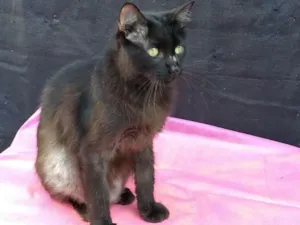 Gato raça SRD idade 1 ano nome Cacau